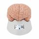 3B Scientific C15 Human Brain Model 2-Part - 3B Smart Anatomy