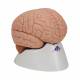 3B Scientific C15 Human Brain Model 2-Part - 3B Smart Anatomy