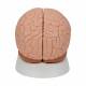 3B Scientific C15 Human Brain Model 2-Part - 3B Smart Anatomy