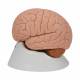 3B Scientific C15 Human Brain Model 2-Part - 3B Smart Anatomy