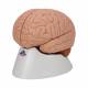 3B Scientific C15 Human Brain Model 2-Part - 3B Smart Anatomy