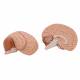 3B Scientific C15 Human Brain Model 2-Part - 3B Smart Anatomy