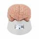 3B Scientific C16 Brain Model 4-Part - 3B Smart Anatomy