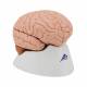 3B Scientific C16 Brain Model 4-Part - 3B Smart Anatomy