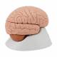 3B Scientific C16 Brain Model 4-Part - 3B Smart Anatomy