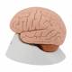 3B Scientific C16 Brain Model 4-Part - 3B Smart Anatomy