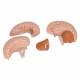 3B Scientific C16 Brain Model 4-Part - 3B Smart Anatomy