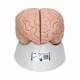3B Scientific C17 Brain Model 8-Part - 3B Smart Anatomy