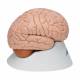 3B Scientific C17 Brain Model 8-Part - 3B Smart Anatomy