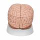 3B Scientific C17 Brain Model 8-Part - 3B Smart Anatomy