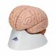 3B Scientific C17 Brain Model 8-Part - 3B Smart Anatomy