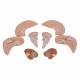 3B Scientific C17 Brain Model 8-Part - 3B Smart Anatomy