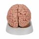 3B Scientific C18 Classic Brain Model 5-Part (UMI SKU C18-AC)
