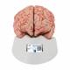 3B Scientific C20 Deluxe Brain with Arteries Model 9-Part