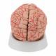 3B Scientific C20 Deluxe Brain with Arteries Model 9-Part