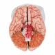 3B Scientific C20 Deluxe Brain with Arteries Model 9-Part