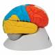 3B Scientific C22 Deluxe Neuro-Anatomical Brain Model 8-Part