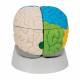3B Scientific C22 Deluxe Neuro-Anatomical Brain Model 8-Part