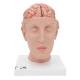 3B Scientific Model C25 Head with Brain (8-Part) - 3B Smart Anatomy
