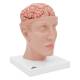 3B Scientific Model C25 Head with Brain (8-Part) - 3B Smart Anatomy