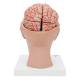 3B Scientific Model C25 Head with Brain (8-Part) - 3B Smart Anatomy