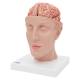 3B Scientific Model C25 Head with Brain (8-Part) - 3B Smart Anatomy