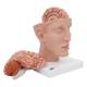 3B Scientific Model C25 Head with Brain (8-Part) - 3B Smart Anatomy