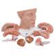 3B Scientific Model C25 Head with Brain (8-Part) - 3B Smart Anatomy