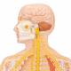 3B Scientific C30 1/2 Life-Size Nervous System - 3B Smart Anatomy