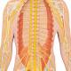 3B Scientific C30 1/2 Life-Size Nervous System - 3B Smart Anatomy