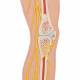 3B Scientific C30 1/2 Life-Size Nervous System - 3B Smart Anatomy