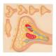 3B Scientific C40-5 Synapse