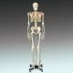 CH10 Budget Bucky Skeleton with Roller Stand