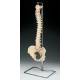 Budget Vertebral Column on Hanging Stand