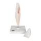 3B Scientific D10/1 Lower Incisor 2-Part - 3B Smart Anatomy