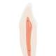 3B Scientific D10/2 Lower Canine 2-Part - 3B Smart Anatomy