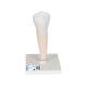 3B Scientific D10-3 Lower Single-Root Pre-Molar - 3B Smart Anatomy