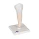 Lower Single-Root Pre-Molar - 3B Smart Anatomy