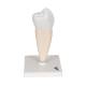 3B Scientific D10-3 Lower Single-Root Pre-Molar - 3B Smart Anatomy