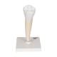 3B Scientific D10-3 Lower Single-Root Pre-Molar - 3B Smart Anatomy