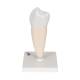 3B Scientific D10-3 Lower Single-Root Pre-Molar - 3B Smart Anatomy