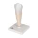 3B Scientific D10-3 Lower Single-Root Pre-Molar - 3B Smart Anatomy