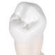 3B Scientific D10-3 Lower Single-Root Pre-Molar - 3B Smart Anatomy