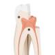 Upper Triple-Root Molar 3-Part - 3B Smart Anatomy