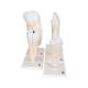 3B Scientific D10 Classic Tooth Model Series (5 Models) - 3B Smart Anatomy