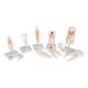 3B Scientific D10 Classic Tooth Model Series (5 Models) - 3B Smart Anatomy