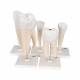 Classic Tooth Model Series (5 Models) - 3B Smart Anatomy