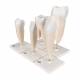 Classic Tooth Model Series (5 Models) - 3B Smart Anatomy