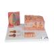 3B Scientific D17 MicroAnatomy Tongue Model - 3B Smart Anatomy