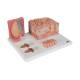 3B Scientific D17 MicroAnatomy Tongue Model - 3B Smart Anatomy
